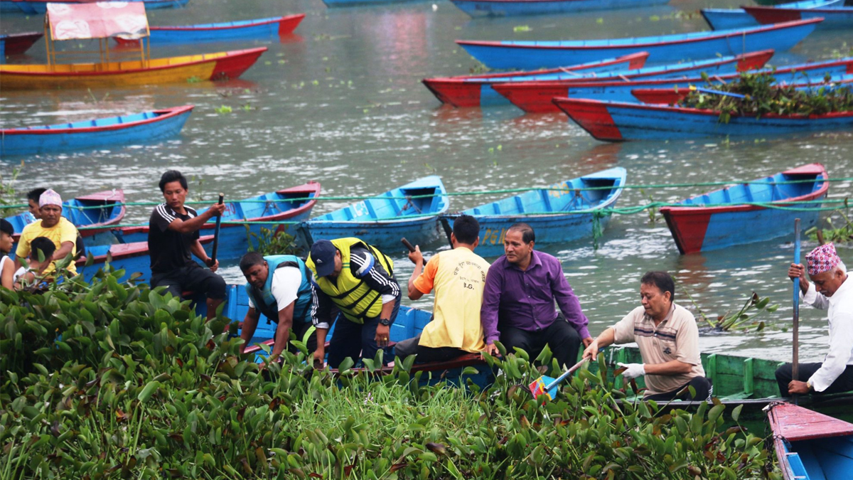 फेवातालको जलकुम्भी झार सफाइमा जुटे पोखरेली